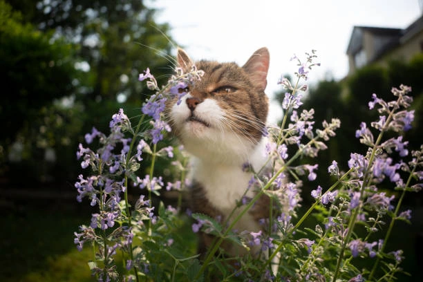Are Roses Toxic for Cats? Safe & Unsafe Flowers Explained